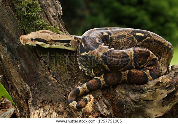 The boa constrictor (Boa constrictor), also\
called the red-tailed boa or the common boa, on the old branche in\
green forest. Green\
background.