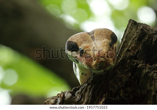 The boa constrictor (Boa constrictor),
also called the red-tailed boa or the common boa, portrait on the
old branche in green forest. Green
background.
