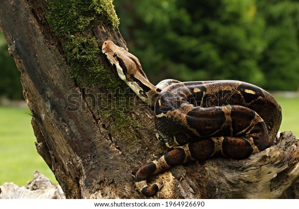 The\
boa constrictor (Boa constrictor), also called the red-tailed boa\
or the common boa, on the old branche before a hunt. Brown and\
green background.n green forest. Green\
background.