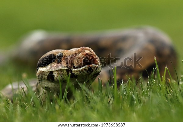 The boa constrictor (Boa constrictor), also called\
the red-tailed boa or the common boa, detail portrait in the green\
grass.