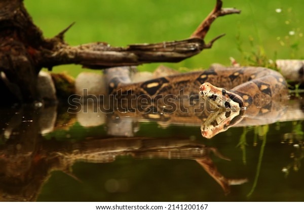 The boa constrictor (Boa constrictor), also called the
red-tailed boa or the common boa, hunting the rat on the old
branche above the water. Snake swimming in the water. Green
background. 