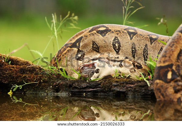 The boa\
constrictor (Boa constrictor), also called the red-tailed boa or\
the common boa, hunting the rat on the old branche above the water.\
Green background. Open mouth and the\
prey.