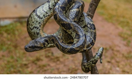 Boa constrictor close-up. The snake wrapped itself around a tree branch. You can see shiny skin with a beautiful pattern, eyes, Madagascar. Kennel reptiles Peyriyar - Powered by Shutterstock