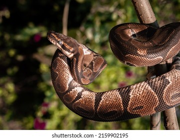 boa constrictor coiled on a branch hunting for its food of the day. 