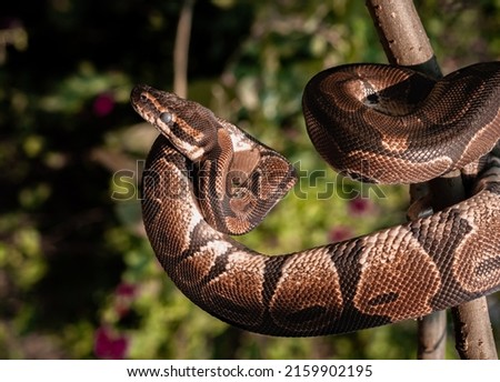 boa constrictor coiled on a branch hunting for its food of the day. 