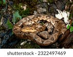 Boa constrictor (Boa constrictor), Darien rainforest, Panama, central America - stock photo