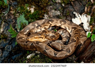Boa constrictor (Boa constrictor), Darien rainforest, Panama, central America - stock photo - Powered by Shutterstock