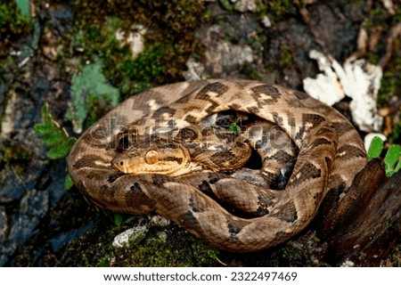 Boa constrictor (Boa constrictor), Darien rainforest, Panama, central America - stock photo