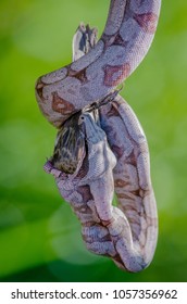 Boa Constrictor Eating A Bird