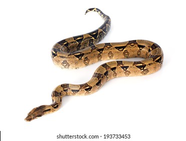 Boa Constrictor In Front Of White Background