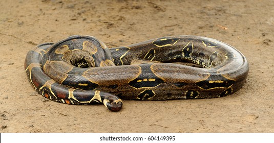 3,052 Boa constrictor head Images, Stock Photos & Vectors | Shutterstock