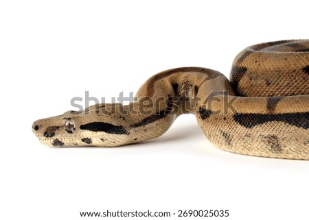 Boa constrictor imperator closeup head on isolated background, Boa constrictor imperator snake on white background
