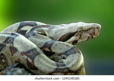 Boa Constrictor Imperator, Colombian Boa Red-tailed, Red Tailed Boa