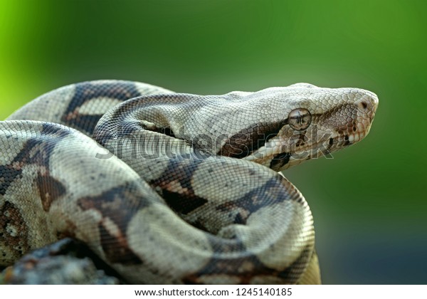 Boa constrictor imperator, colombian boa red-tailed,\
red tailed boa
