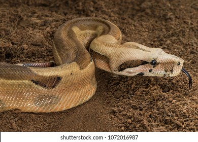 Boa Constrictor Imperator Mutational Form Hypo Jungle. Albino Male. Snake Shows Her Tongue