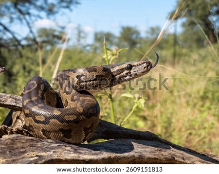 A boa constrictor with intricate patterns rests on a branch in a lush, sunny forest setting.