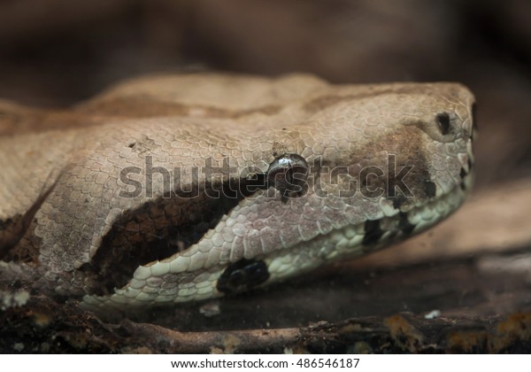 Boa constrictor (Boa constrictor), also\
known as the red-tailed boa. Wildlife animal.\
