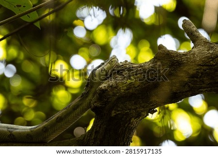 Boa Constrictor on a Branch