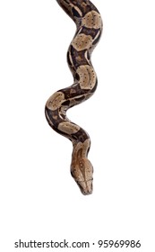 Boa Constrictor On White Background