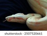 The boa constrictor is a primitive species of boa. Albino specimen.