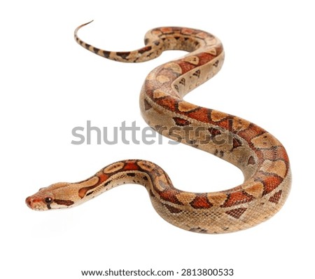 Boa Constrictor Single Boa Constrictor Posed Isolated On White Background