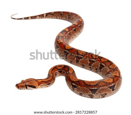 Boa Constrictor Single Boa Constrictor Posed Isolated On White Background