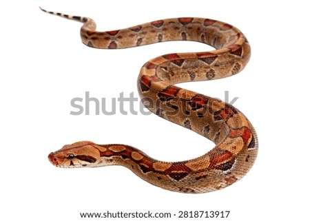 Boa Constrictor Single Boa Constrictor Posed Isolated On White Background