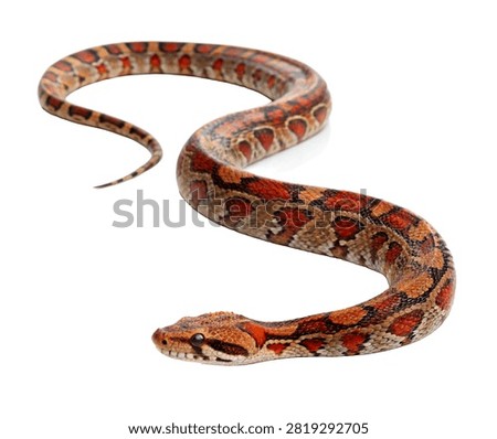 Boa Constrictor Single Boa Constrictor Posed Isolated On White Background