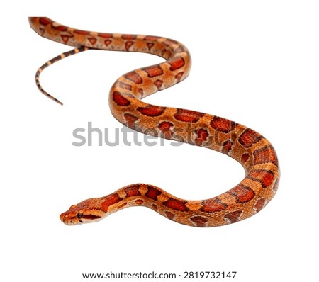 Boa Constrictor Single Boa Constrictor Posed Isolated On White Background