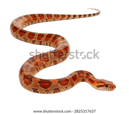 Boa Constrictor Single Boa Constrictor Posed Isolated On White Background