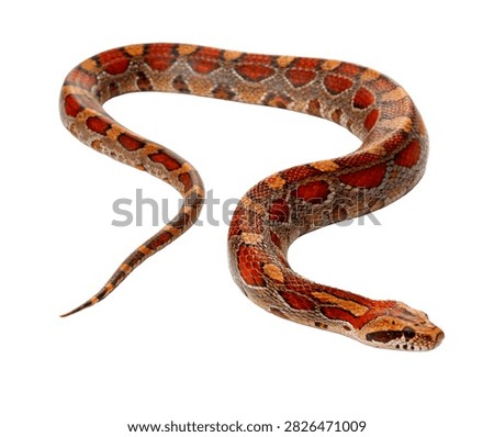 Boa Constrictor Single Boa Constrictor Posed Isolated On White Background
