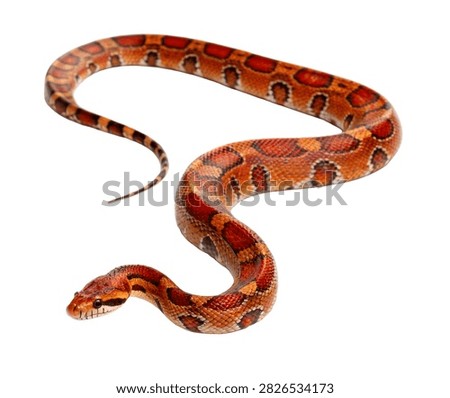 Boa Constrictor Single Boa Constrictor Posed Isolated On White Background