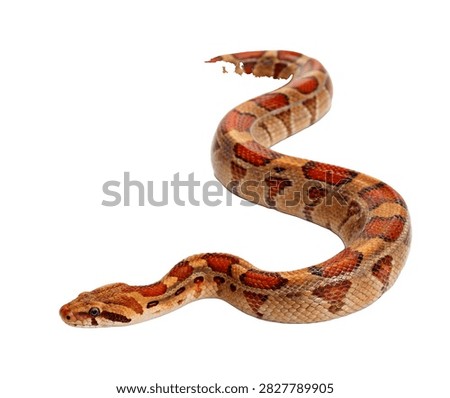 Boa Constrictor Single Boa Constrictor Posed Isolated On White Background