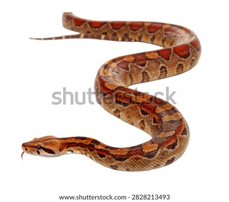 Boa Constrictor Single Boa Constrictor Posed Isolated On White Background