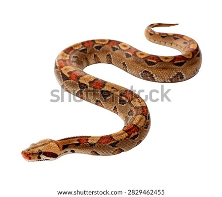 Boa Constrictor Single Boa Constrictor Posed Isolated On White Background