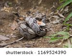 Boa Constrictor snake eating lizard in the Atlantic Rainforest, Tijuca Forest National Park, Rio de Janeiro, Brazil