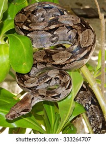 Boa Constrictor Snake hiding in a tree