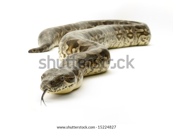 white boa constrictor in a black background