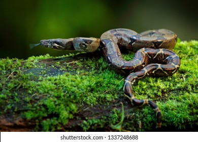 Green Snake Tree Images Stock Photos Vectors Shutterstock