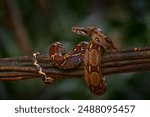 Boa constrictor viper in the wild nature, Costa Rica. Wildlife scene from Central America. Travel in tropic forest. Dangerous snake from jungle. Snake in the forest habitat, Corcovado NP, Costa Rica. 