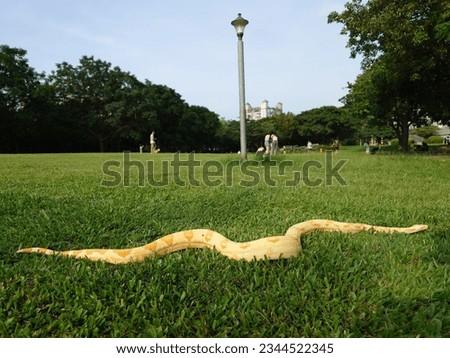 Boa constrictor walking on comfortable and gentle green grass