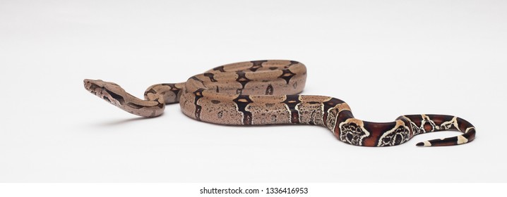 Boa Constrictor,Morph Snake Pet