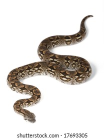 Dumeril?s Boa (Boa Dumerili) On White Background.