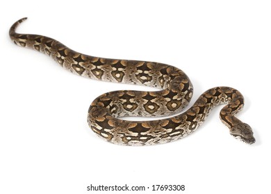 Dumeril?s Boa (Boa Dumerili) On White Background.