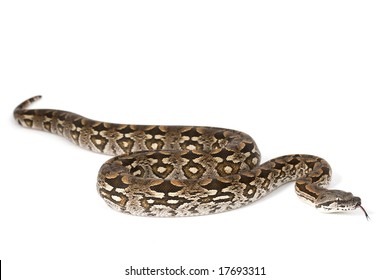 Dumeril?s Boa (Boa Dumerili) On White Background.