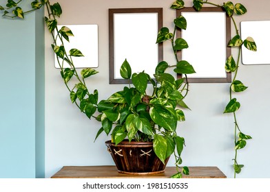 Boa plant mockup. Devil's ivy or Epipremnum aureum is a beautifu - Shutterstock ID 1981510535