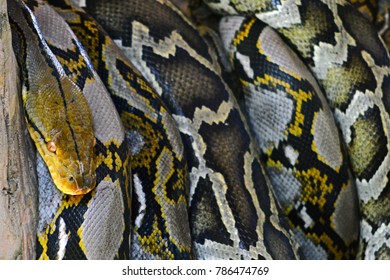 Boa Reticulated Python Resting On Branch Stock Photo (Edit Now) 786474769