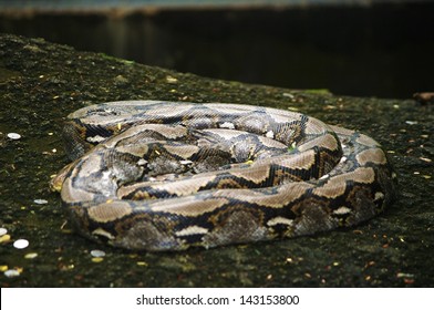 1,658 Snake Sleep Images, Stock Photos & Vectors 