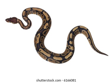 Boa Snake - isolated on white