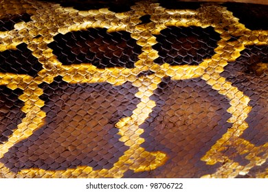 Boa Snake Skin From Alive Body, Korat, Thailand